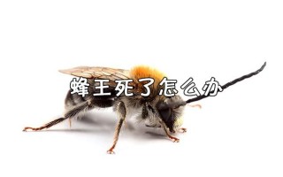 蜜蜂失去蜂王会死吗（蜜蜂失去蜂王会死吗视频）