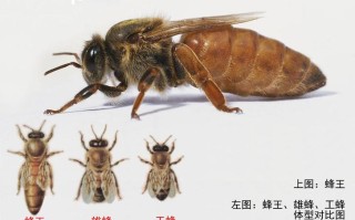中国蜜蜂相关资料（蜜蜂相关资料和图片）