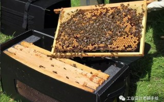 蜜蜂箱存在哪些缺点（蜜蜂箱的内部结构图）