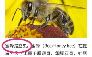 蜜蜂有什么用处（蜜蜂有哪些用处）