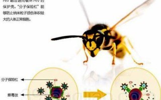 蜜蜂毒能有什么作用（蜜蜂蜂毒对人体的危害）
