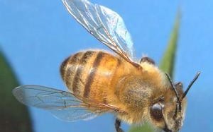 中国多少种蜜蜂（中国蜜蜂种类有多少）