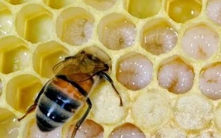 蜜蜂幼虫要喂多少天（蜜蜂幼虫期吃什么）