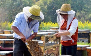 二七区蜜蜂养蜂（郑州养蜂人电话）