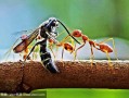 蚂蚁对蜜蜂有没有影响（蚂蚁会对蜜蜂说什么）