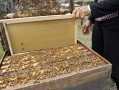 日本蜜蜂饲养（日本蜜蜂饲养视频）