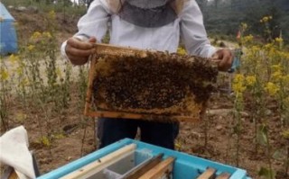 蜜蜂工作者（蜜蜂工人）