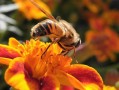 采蜜的一定是蜜蜂吗（采蜂蜜的蜜蜂是什么蜜蜂）