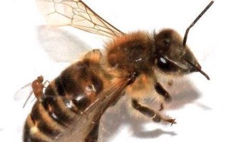蜜蜂是什么虫（蜜蜂是虫还是动物）