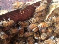 怎样防止蜜蜂近亲繁殖（怎么杜绝蜜蜂来家筑巢）