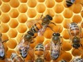 河南蜜蜂秋季管理技术（秋季密蜂管理）
