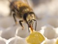 蜂蜜里有蜜蜂（蜂蜜里有蜜蜂腿）