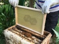 蜜蜂怎么样做巢础快（蜜蜂如何做蜂巢）