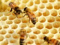 蜜蜂产品的利用情况（蜜蜂的综合利用）