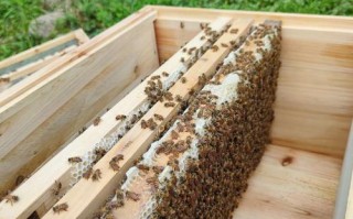 蜜蜂养殖技术光碟出售中蜂（出售中蜂种群蜂王蜂箱蜂蜡）
