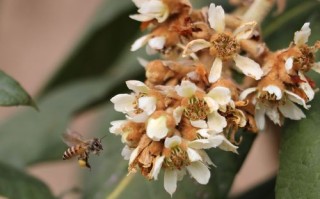 枇杷花和蜜蜂（枇杷花蜜蜂采吗）
