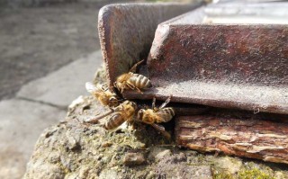 野生蜜蜂现在有没有蜜（野生蜜蜂能活多久）