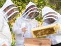 外国蜜蜂最新养殖技术（国外蜜蜂养殖新模式）