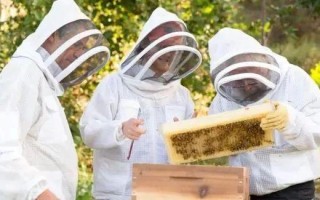 外国蜜蜂最新养殖技术（国外蜜蜂养殖新模式）