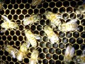 郴州蜜蜂秋季繁殖（蜜蜂秋繁技巧）