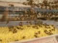 蜜蜂花粉如何干燥（花粉怎么消毒后给蜜蜂吃）