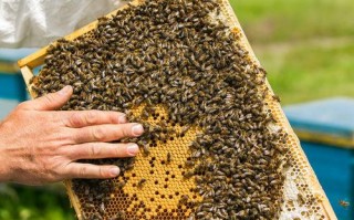 蜜蜂现在还能不能加巢础（养蜜蜂的蜂巢可以直接吃吗）