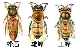 蜜蜂的雄蜂寿命有多长（蜜蜂的雄蜂能活多久）