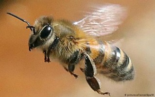 蜜蜂生活的环境在什么地方（蜜蜂的生活环境是什么?）
