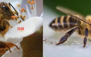 蜜蜂和小排蜂（蜜蜂和小排蜂的区别）
