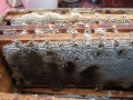 如何增加蜜蜂巢皮（怎样才让蜜蜂在巢皮上做巢）