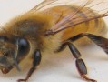 壁蜂和蜜蜂的区别（壁蜂的特征）