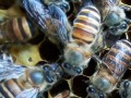 蜜蜂春繁如何喂糖（蜜蜂春繁怎样喂水最科学）