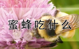 蜂蜜是给蜜蜂吃的吗（蜂蜜是给蜂王吃的吗）