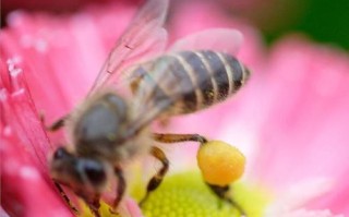 蜜蜂养殖技术喂花粉（给蜜蜂喂花粉要喂多少天）
