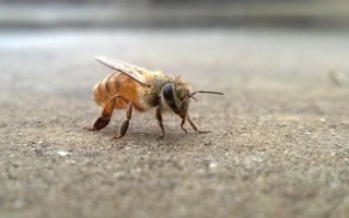 野蜜蜂在几月份产蜜最多（野蜜蜂什么时候蜜最多）