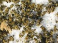 蜜蜂爬蜂病的诊断及防治（蜜蜂爬蜂病的防治方法）