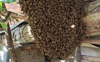 夏天蜜蜂分蜂怎么处理（夏季分蜂好还是不分好）