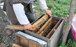 养蜜蜂用约方式（养蜜蜂流程）