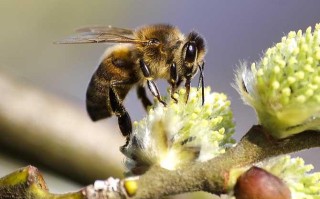 蜜蜂到夏天才能养活吗（蜜蜂夏天繁殖吗）
