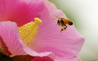 蜜蜂喂花粉要什么（给蜜蜂喂花粉要喂多少天）