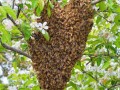 蜜蜂与蜂群（蜜蜂蜂群嗡嗡声视频）