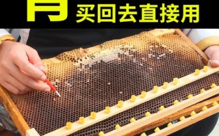 蜜蜂工具批发市场在哪（蜜蜂工厂）