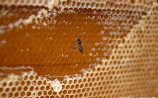 蜜蜂为什么会咬蜜脾（蜜蜂为什么咬巢脾）