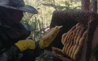 哪些野生蜜蜂产蜂蜜（哪些野生蜜蜂产蜂蜜最多）