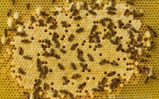 枝芽蜜蜂（蜜蜂幼虫百科）