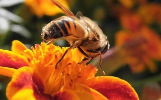 12月蜜蜂能采到蜜吗（11月的蜜蜂）