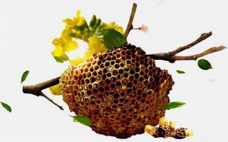 蜜蜂提供的产品其功效（蜜蜂的功劳）