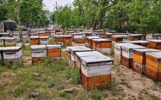 养蜜蜂一箱产量多少钱（养蜂一箱一年赚多少钱）
