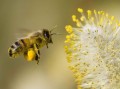 蜜蜂为什么要围着花转（蜜蜂为什么要围着人）