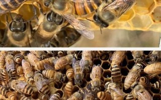 怎么一箱蜜蜂工蜂有大小（蜜蜂如何一箱多王）